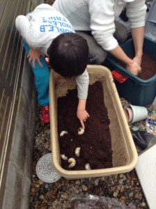 2015-04-19 カブトムシ幼虫　マット交換