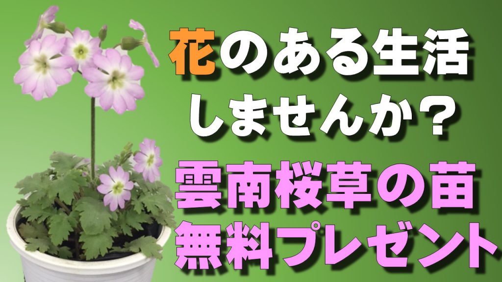 花のある生活はいかがですか 春に咲く雲南桜草の苗をプレゼント